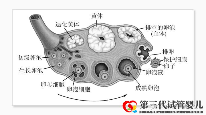 试管婴儿费用大约多少 ——最全面的费用详解(...(图5)