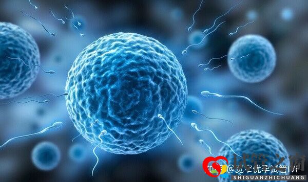 重庆哪里可以做试管婴儿供卵供卵需要多少钱(图6) 重庆哪里可以做试管婴儿供卵供卵需要多少钱(图6)