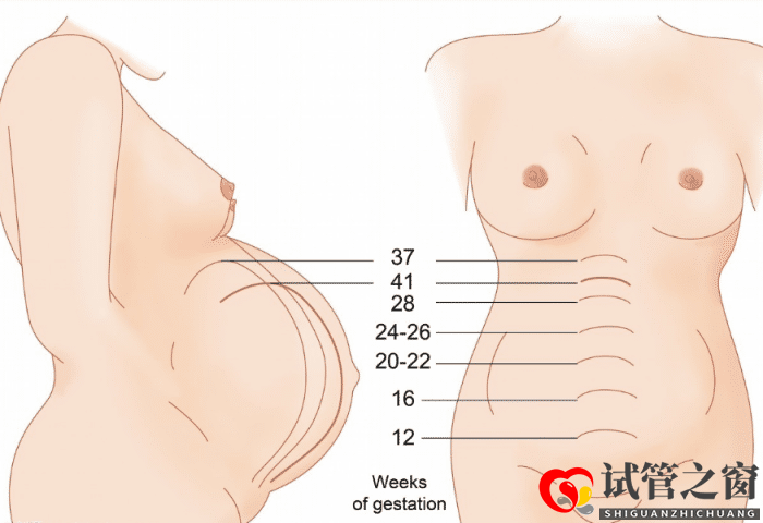 试管之窗:37岁试管一次成功,记录整个过程,养卵1年多接好孕(图2)