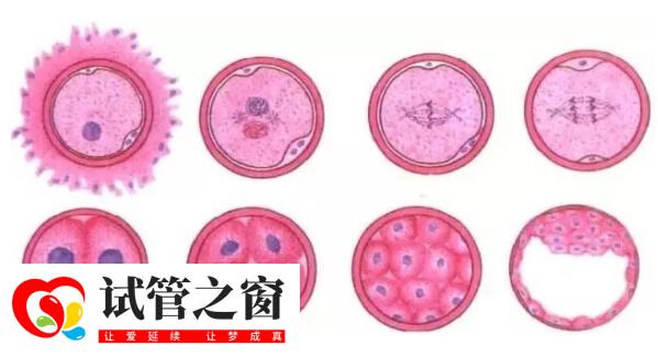 养囊过程