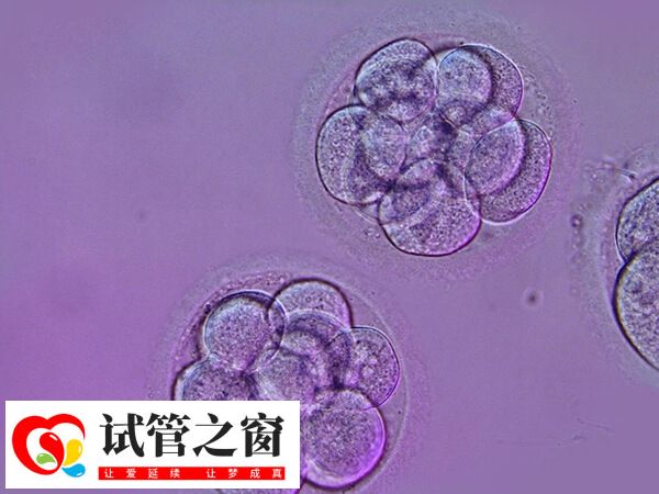 移植囊胚的成功率受多方面因素影响
