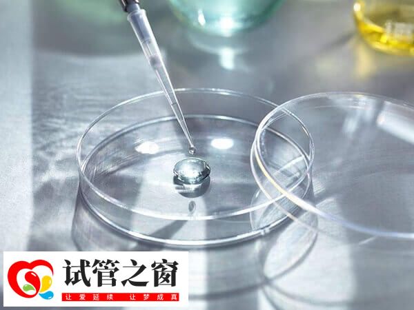 养囊通常是指第三天的胚胎继续体外培养