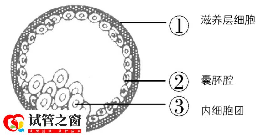 囊胚结构