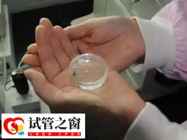胚胎形态不规则不一定会是畸形
